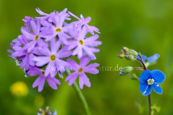 Fokus-Natur Bild