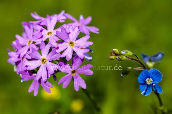 Fokus-Natur Bild