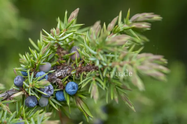Fokus-Natur Bild