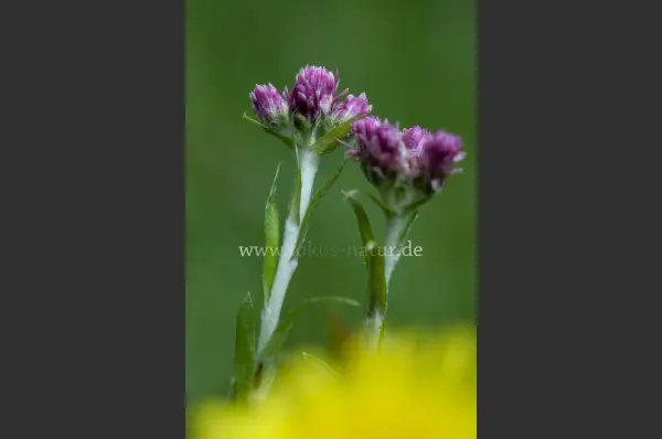 Fokus-Natur Bild
