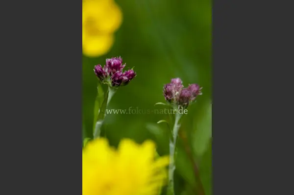 Fokus-Natur Bild