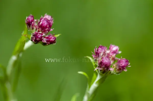 Fokus-Natur Bild