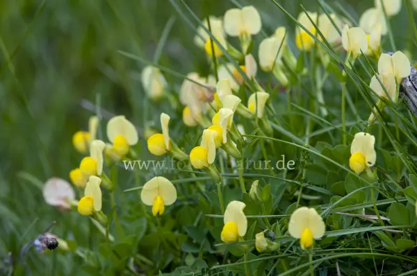Fokus-Natur Bild