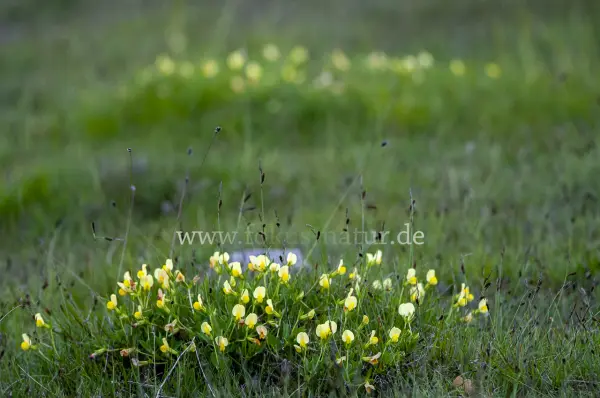 Fokus-Natur Bild