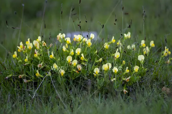 Fokus-Natur Bild