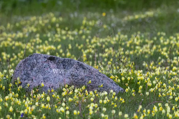 Fokus-Natur Bild