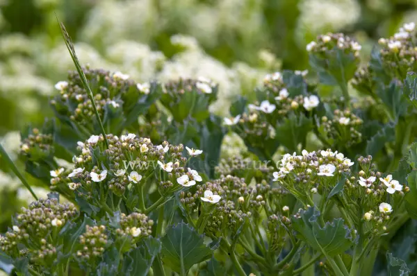 Fokus-Natur Bild