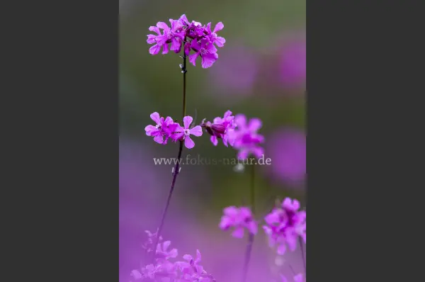 Fokus-Natur Bild