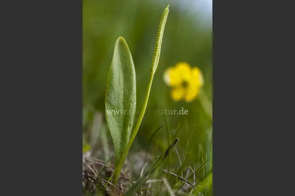 Fokus-Natur Bild