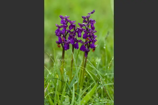 Fokus-Natur Bild