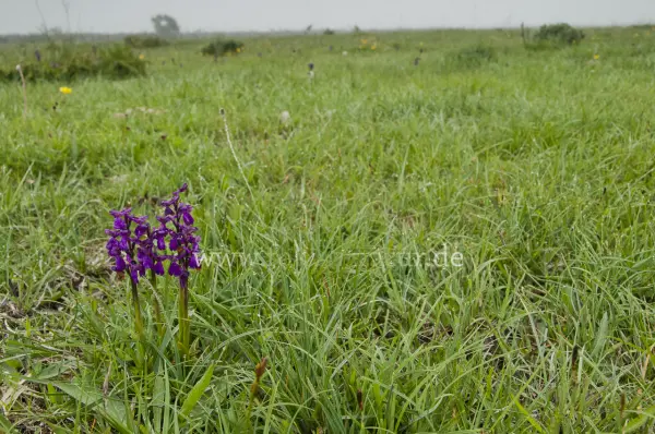 Fokus-Natur Bild