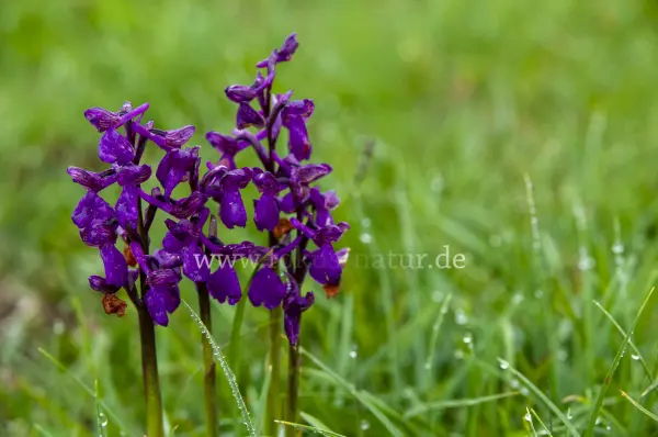 Fokus-Natur Bild