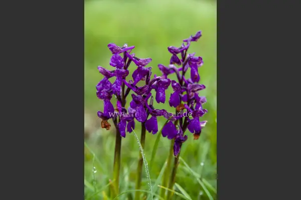 Fokus-Natur Bild