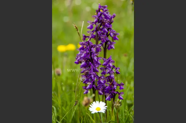 Fokus-Natur Bild