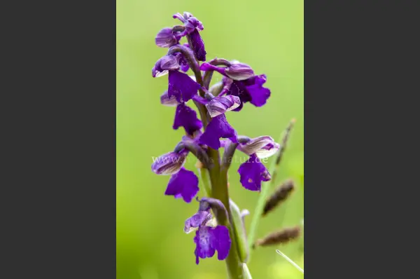 Fokus-Natur Bild