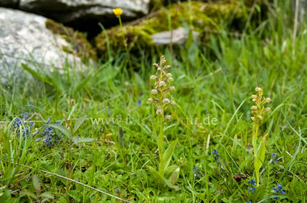 Fokus-Natur Bild