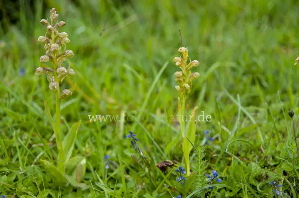 Fokus-Natur Bild