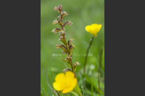 Fokus-Natur Bild