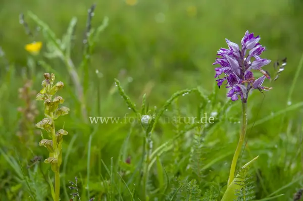 Fokus-Natur Bild