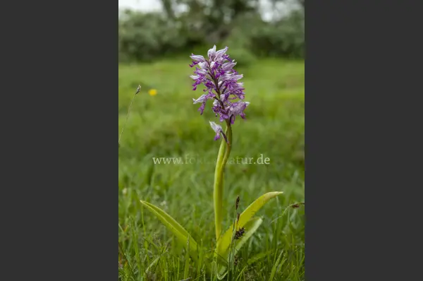 Fokus-Natur Bild