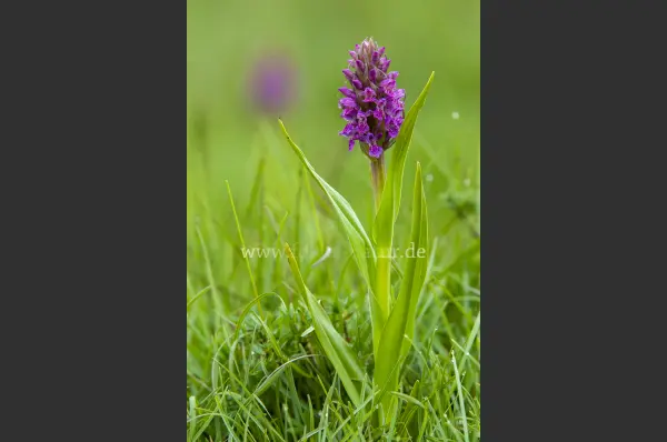 Fokus-Natur Bild