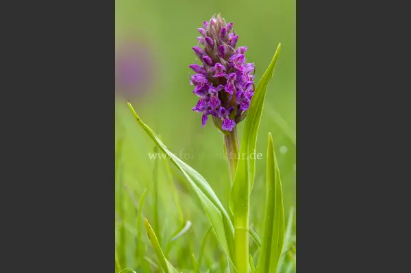 Fokus-Natur Bild