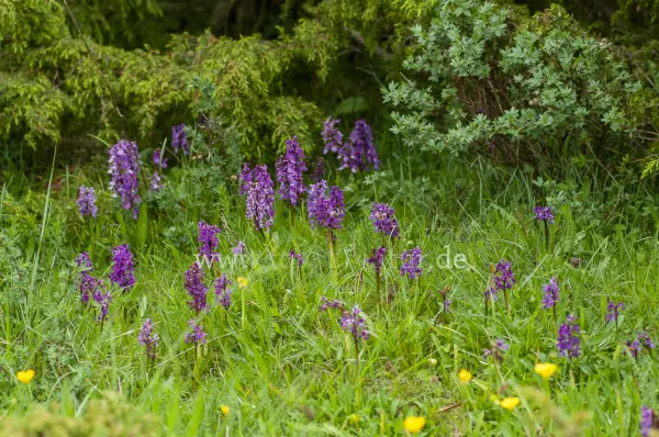 Fokus-Natur Bild