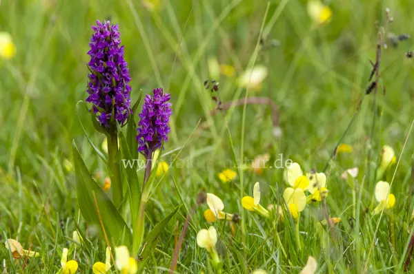 Fokus-Natur Bild