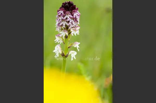 Fokus-Natur Bild