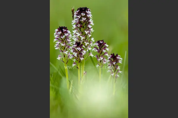 Fokus-Natur Bild