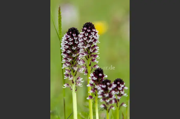 Fokus-Natur Bild