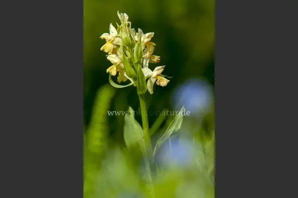 Fokus-Natur Bild