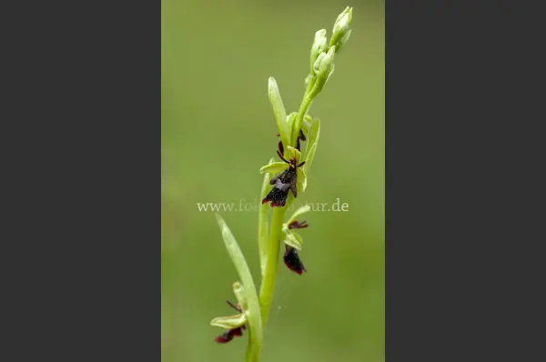 Fokus-Natur Bild