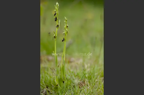 Fokus-Natur Bild