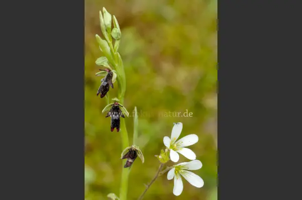 Fokus-Natur Bild