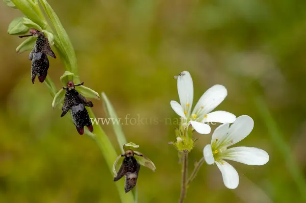 Fokus-Natur Bild
