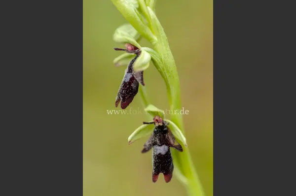Fokus-Natur Bild