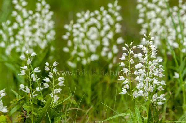 Fokus-Natur Bild