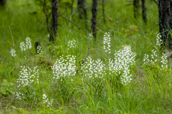 Fokus-Natur Bild