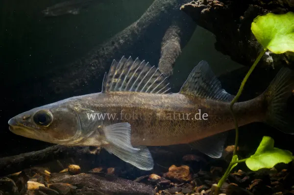 Fokus-Natur Bild