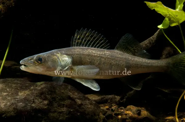 Fokus-Natur Bild