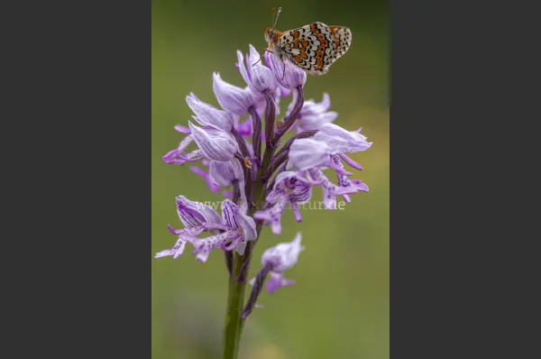 Fokus-Natur Bild