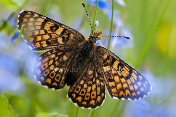 Fokus-Natur Bild