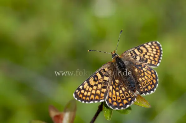 Fokus-Natur Bild