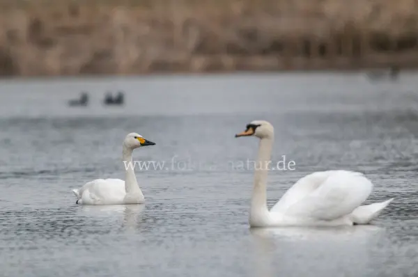 Fokus-Natur Bild