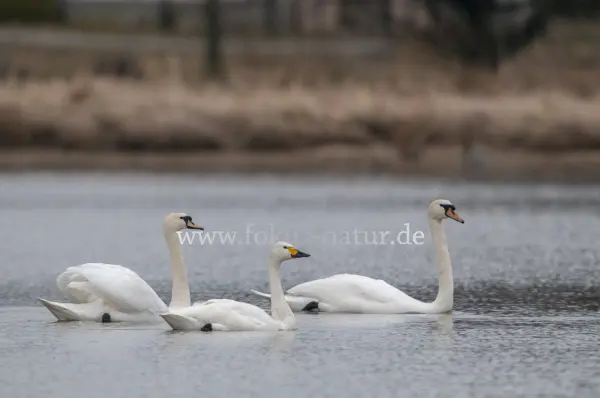 Fokus-Natur Bild