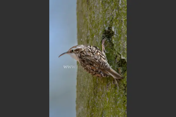 Fokus-Natur Bild