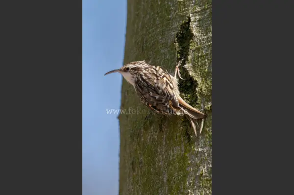 Fokus-Natur Bild