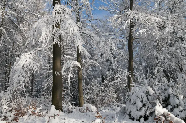 Fokus-Natur Bild