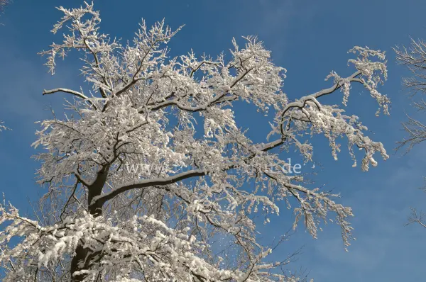 Fokus-Natur Bild
